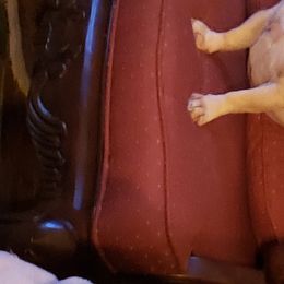 English Bulldog and French Bulldog All Grown Up from Clever Bulldogs