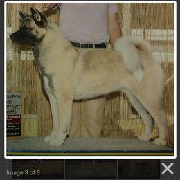 Akita All Grown Up from Komai Akitas