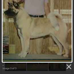 Akita All Grown Up from Komai Akitas