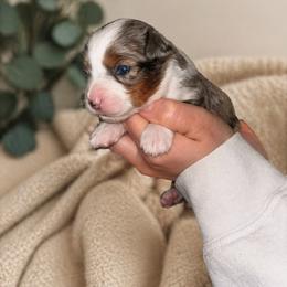 Peach - Blue merle female Toy Australian Shepherd puppy in Princeton, Louisiana from Legacy Hill Aussies