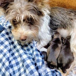 Miniature Schnauzer Puppies from Byrd's Miniature Schnauzers