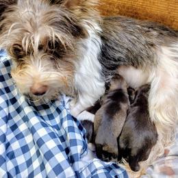 Miniature Schnauzer Puppies from Byrd's Miniature Schnauzers