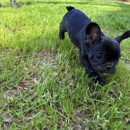 French Bulldog Puppies from Black Water Frenchies
