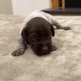 Girl 5 - Brown and gray female Wirehaired Pointing Griffon puppy in Shelley, Idaho from Western Gundogs