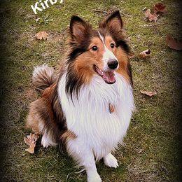Kirby - Shetland Sheepdog