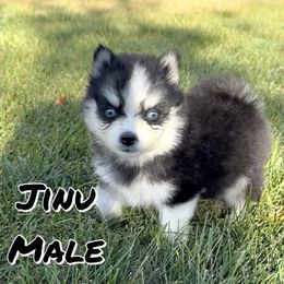 Jinu - Black and white male Pomsky puppy in Clarkston, Utah from Red Rock Ranch Breeders