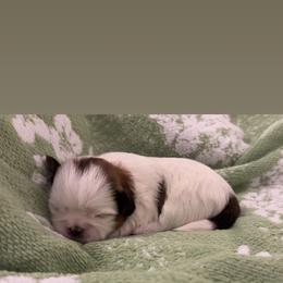 Kiara - Black gold and white female Shih Tzu puppy in Pearland, Texas from Pup Paw-lace