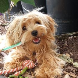 Havanese from Blue River Havanese