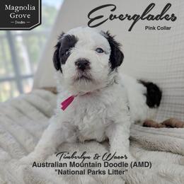 Everglades - Pink Collar - female Australian Mountain Doodle puppy in Oxford, Alabama from Magnolia Grove Doodles