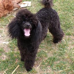 Lyric - Poodle