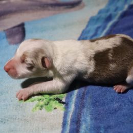Phoebe - Red merle female Border Collie puppy in Alabama from Bar C Farms