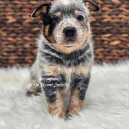 (Blue) Blue Male - Blue speckled male Australian Cattle Dog puppy in Burleson, Texas from Bluebonnet Heelers