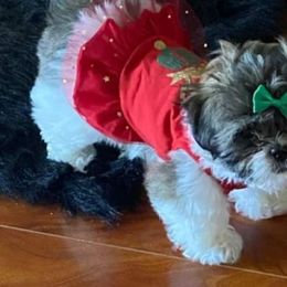 Shih Tzu Puppies from Grandma Ts Precious Puppies