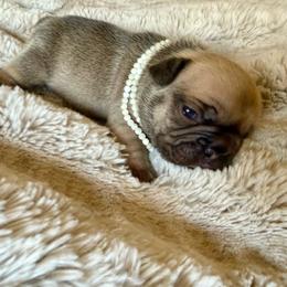 Mochi - Fawn and white female French Bulldog puppy in Billings, Montana from Yellowstone Frenchies