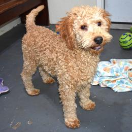 Herbie - Cream male Goldendoodle puppy in Jasper, Indiana from Hilltop Pups LLC