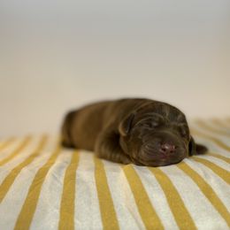 Labrador Retriever Puppies from RPAs Priceless Labradors