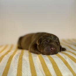 Labrador Retriever Puppies from RPAs Priceless Labradors