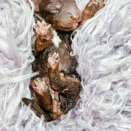 Girl 2 - Phantom female Bernedoodle puppy in Otisville, Michigan from Danie’s Darling Doodles LLC