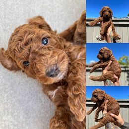 Poodle Puppies from Quintero Poodles
