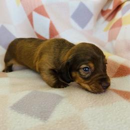 Girl 2 - Red female Dachshund puppy in Oklahoma from DRB Dachshunds