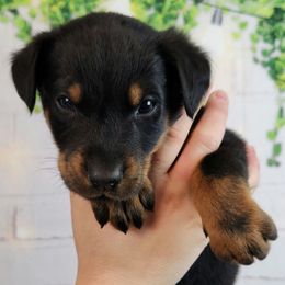 Elderberry - Black and rust male Beauceron puppy in Seattle, Washington from SilverStruck Kennels