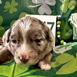 Aussiedoodle, Australian Shepherd, Miniature Australian Shepherd, Poodle, and Toy Australian Shepherd Puppies from Doodles ‘N Dawgs