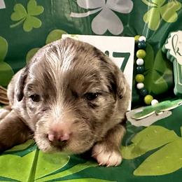 Aussiedoodle, Australian Shepherd, Miniature Australian Shepherd, Poodle, and Toy Australian Shepherd Puppies from Doodles ‘N Dawgs