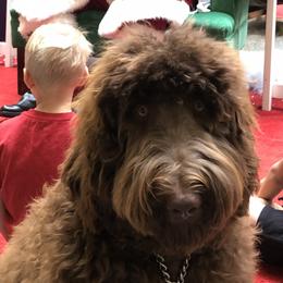 Miles - Labradoodle