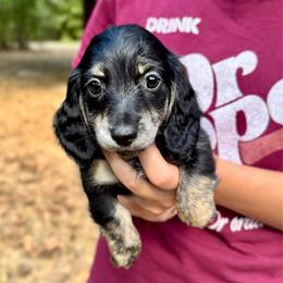 Rose AKC HEALTH GUARANTEE - Brindle female Dachshund puppy in El Dorado, Arkansas from LovelylilDoxies