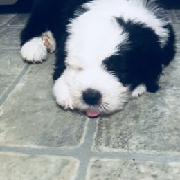 Old English Sheepdog Puppies from Bumblebears Old English Sheepdogs