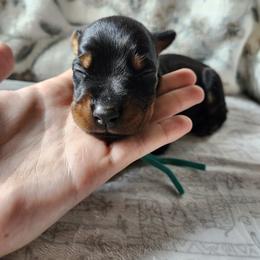 Nova - Black and rust female Doberman Pinscher puppy in Robinson, Pennsylvania from Makkr Ridge Dobermans LLC
