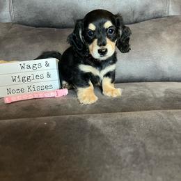 June - Black and cream female Dachshund puppy in Stuart, Iowa from Johnson Family Paws