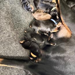 Gabby - Red and rust female Doberman Pinscher puppy in Boyd, Texas from Team Feem Breeders