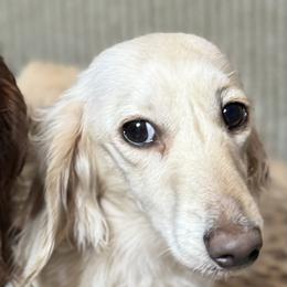 Dachshunds from GMZ Doxies SD