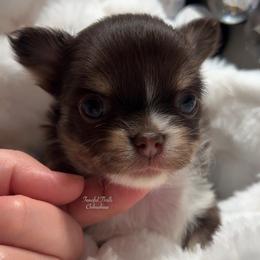 Bugsy - Chocolate and tan male Chihuahua puppy in Michigan from Fanciful Thrills Kennel