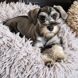 Oscar - Salt and pepper male Miniature Schnauzer puppy in Coarsegold, California from Halo Schnauzer