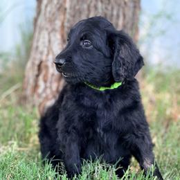 MT Nest's Butch Cassidy - Black male Goldendoodle puppy in Clyde, Texas from MTNest Doodles