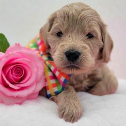 Green - Apricot male Goldendoodle puppy in Byron, Georgia from Southern Olive Doodles 🫒