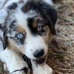 Miniature Australian Shepherds and Toy Australian Shepherds from Rust Farm