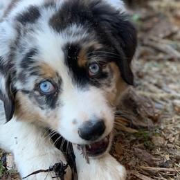 Miniature Australian Shepherds and Toy Australian Shepherds from Rust Farm