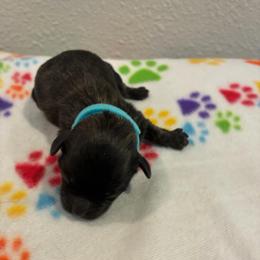 Snoopy - Chocolate brindle male Havapoo puppy in Brookings, South Dakota from Hofer Pups