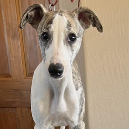 Whippet Puppies from Lishima Whippets