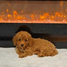 Nate - Red  male Poodle puppy in Davie, Florida from Dave Poodles