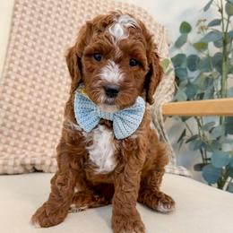 Orange collar boy - Red  male Goldendoodle puppy in Newcastle, Oklahoma from Ritzy Creek Doodles