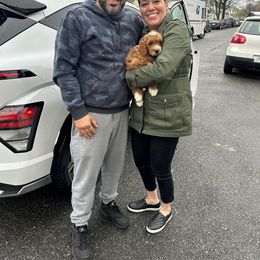 Goldendoodle Puppies from Furever Doodle