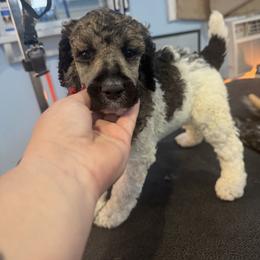 Red - Parti female Poodle puppy in Maryland from Hernwood Heelers & Poodles