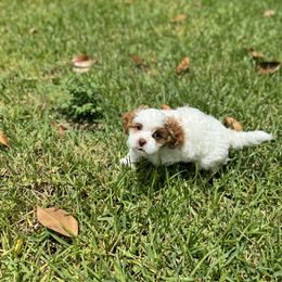 Cavapoo and Shihpoo Puppies from Haus of Doodles