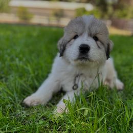 Male 1 - White and badger male Great Pyrenees puppy in San Diego, California from McCarthy Ranchette