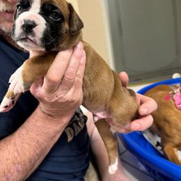 Parents name their babies - Fawn male Boxer puppy in Arnold, Missouri from Molly Mo Boxers