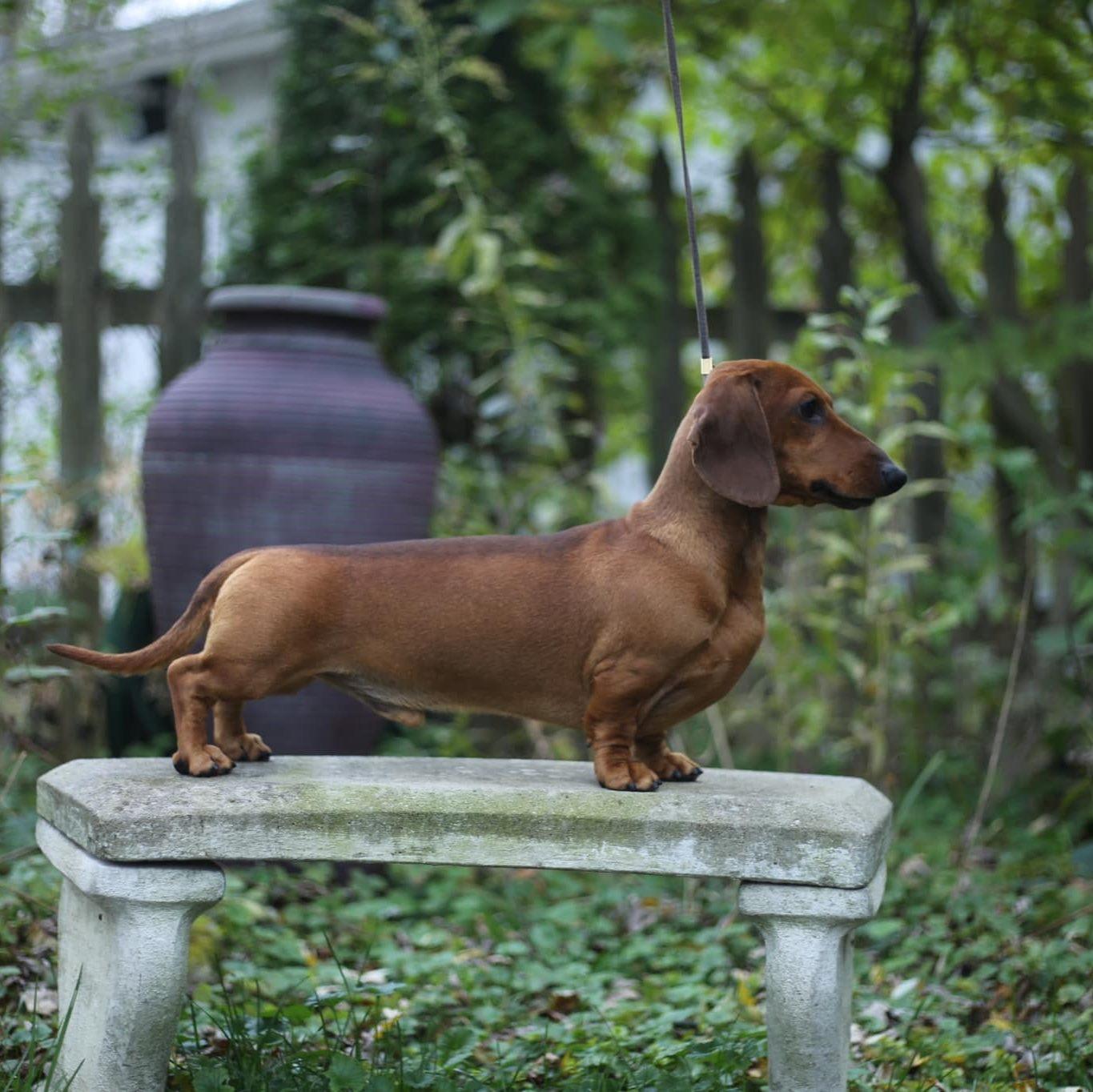 Incahoots Smooth and Wirehaired Dachshunds in Wisconsin Dachshund puppies Good Dog